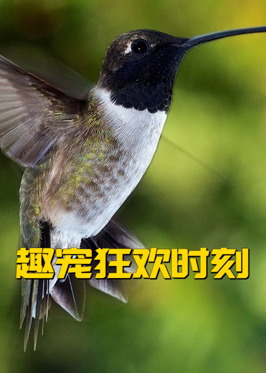 趣宠狂欢时刻