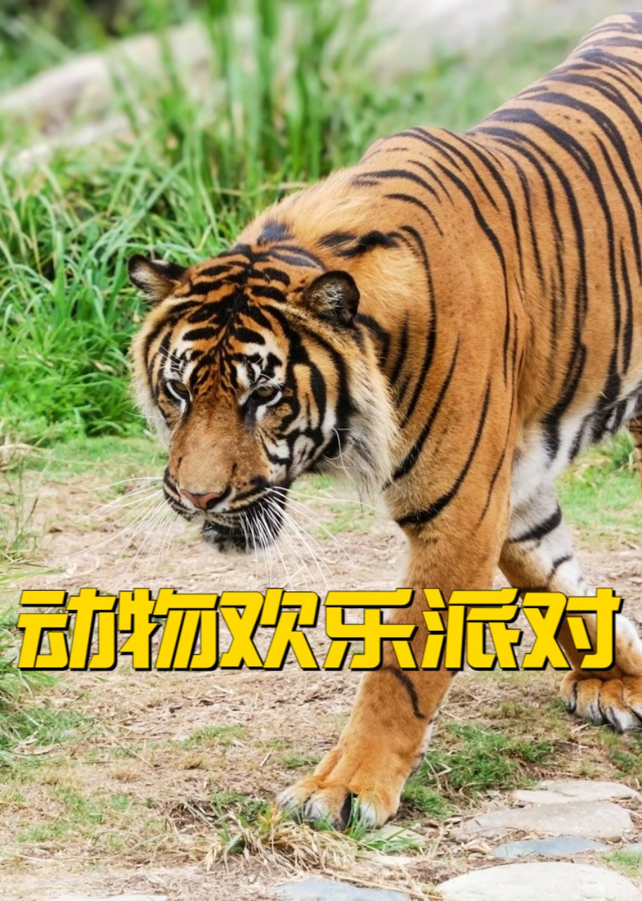 动物欢乐派对