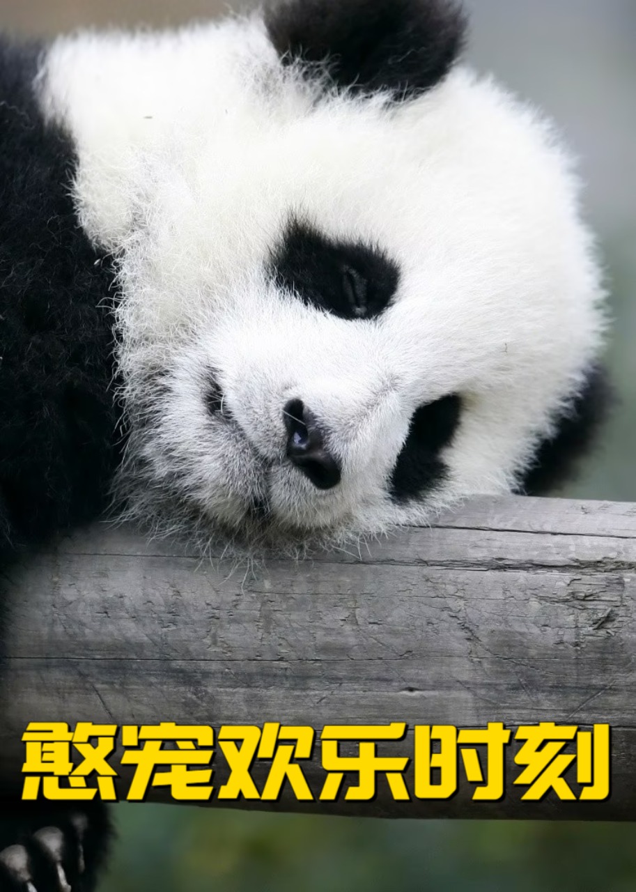 憨宠欢乐时刻