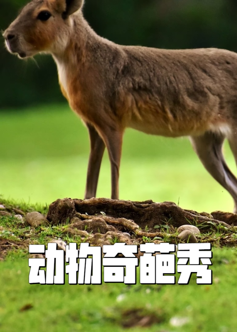 动物奇葩秀