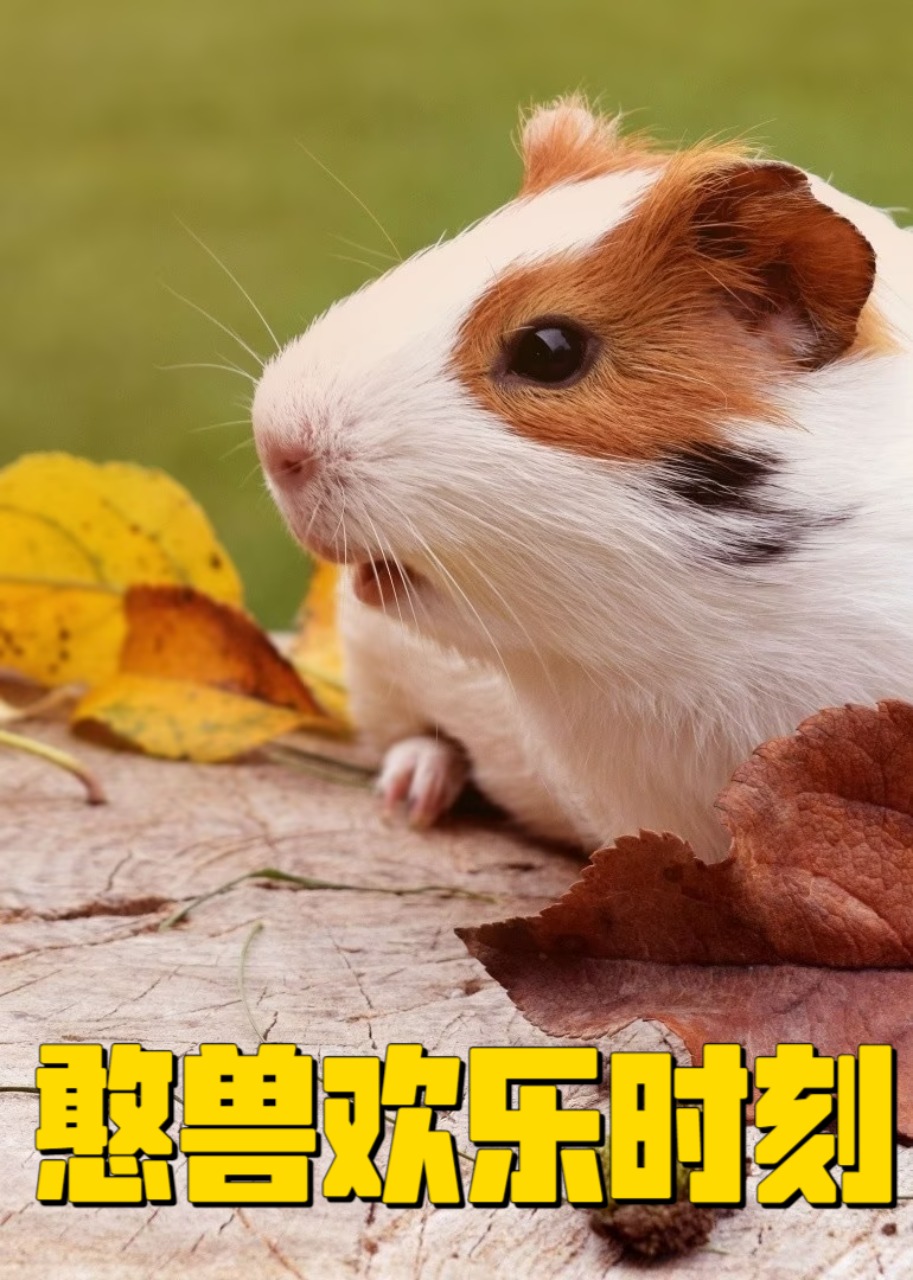 憨兽欢乐时刻