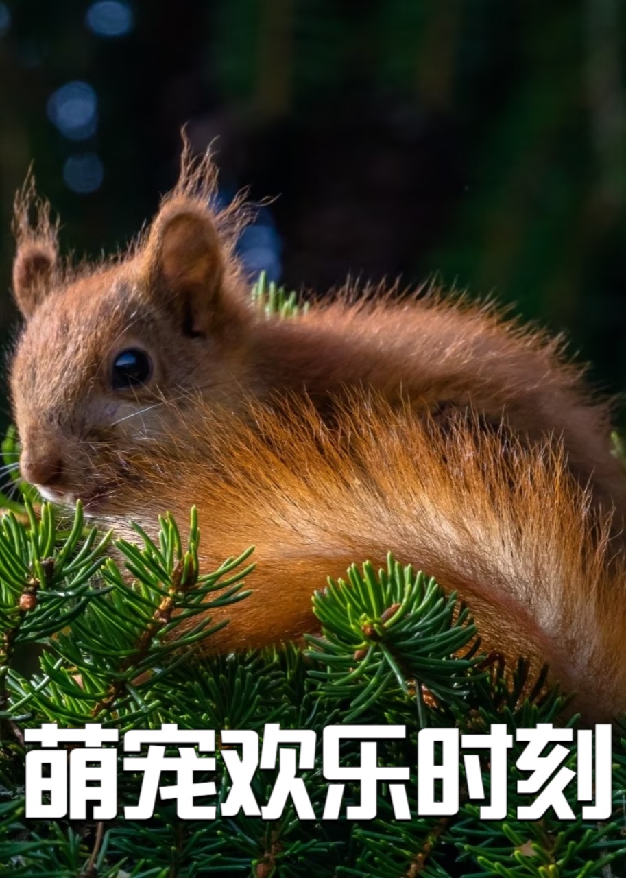 萌宠欢乐时刻