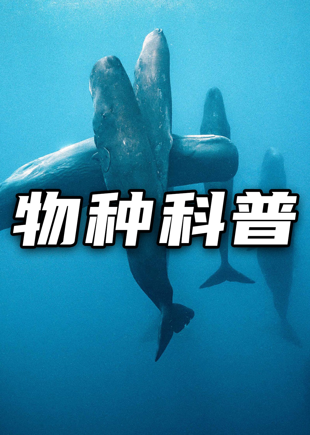 物种科普