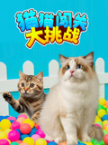 猫猫闯关大挑战