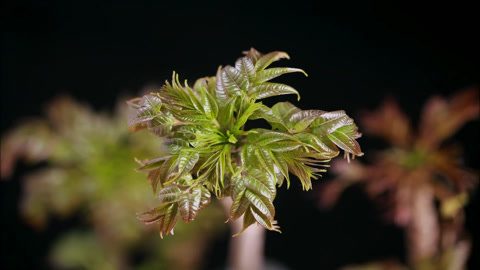 第1集·时节